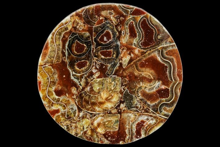 Composite Plate Of Agatized Ammonite Fossils #107323
